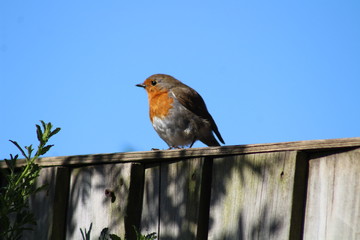 robin in the garden