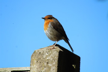 robin in the garden