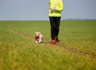 portrait Golden a puppy a Corgi dog and a girl on a run in a spring green meadow on a Sunny