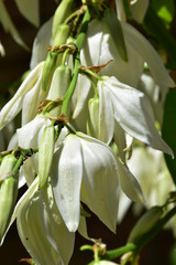 White tiny hyacinth flowers, clustered on a thin green twig