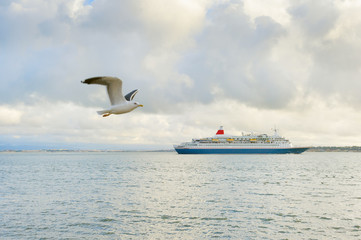 Cruise ship seagull Lisbon, Portugal