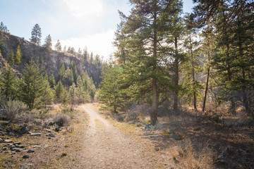 Fototapeta na wymiar Hiking path through Okanagan Valley forest and ravine in springtime