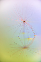 Fiore di tarassaco astratto