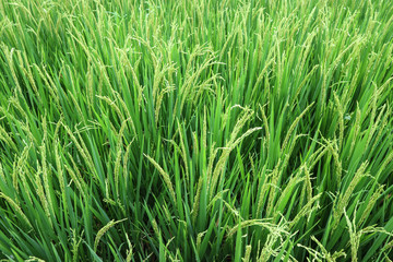 Green rice field