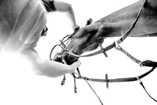 Hipismo Cavalo Tratador