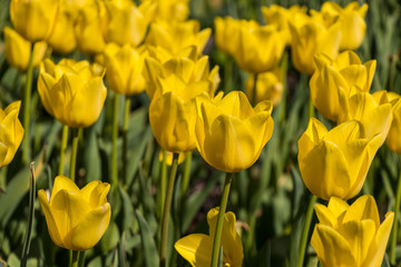 Tulip Time