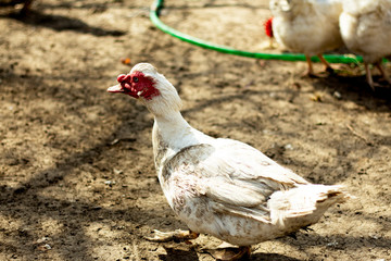 life in village: a white duck with red head 