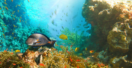 Underwater world. Coral fishes of Red sea.