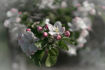 Apple blossom I