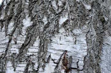 birch tree bark texture close-up natural background 