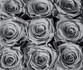 black and white background: nine big roses