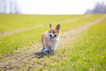 portrait of Golden puppy dog Corgi in funny sneakers walking on a spring green meadow on a Sunny day