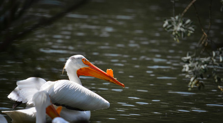 White shape in a lake