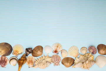 Different kind of seashells on blue background with empty space for text. Summer vacation concept