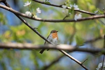 robin perched on a branch