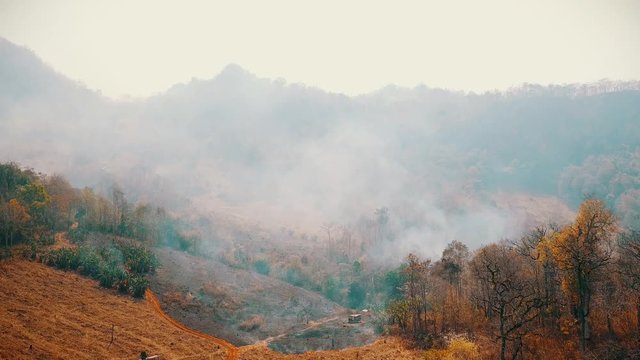 Global warming crisis. Slash and burn agriculture. Climate change, deforestation. Footage 4k