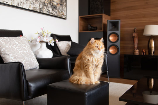 Furry ginger domestic cat sitting and relaxing on the tabure chair