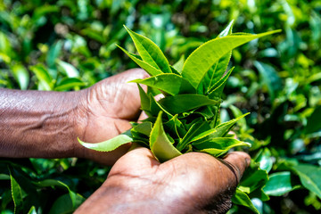 Sri Lanka, Uva Province, Haputale, Close-up of hands picking tea leaves