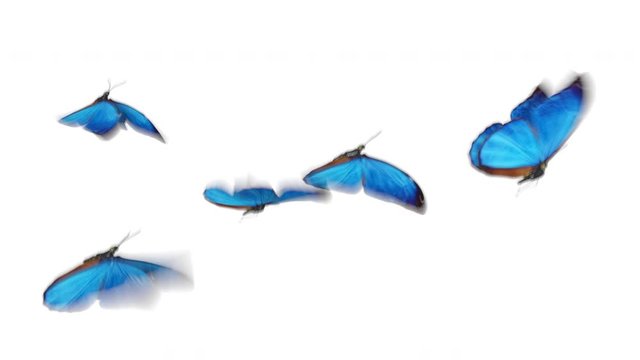 Beautiful Blue Colored Butterflies Morpho Menelaus Flying on White and Green Backgrounds Close-up. Loop-able 3d Animation with Green Screen Alpha Channel. 4k Ultra HD 3840x2160