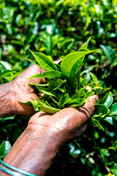 Sri Lanka, Uva Province, Haputale, Close-up of hands picking tea leaves