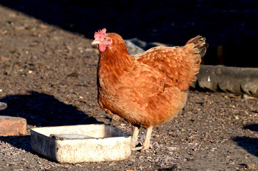 Domestic hen outdoors , farm in the village,photo