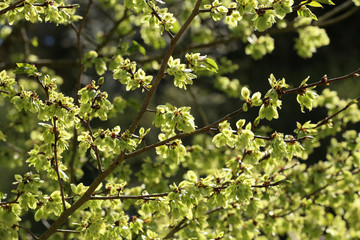 Young green leaves in the forest in spring