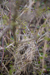 vacant empty bird's nest on branches of a bush or tree with drop buds. Spring. the object on the bottom side of the vertical frame