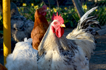 Rooster and hens, farm in the village,photo