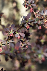 Branches of a blossoming barberry in the spring.