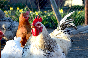 Rooster and hens, farm in the village,photo