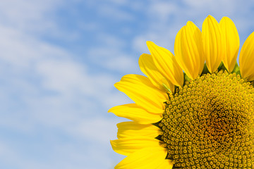 Bright yellow sunflower on blue sky background, summer nature flower