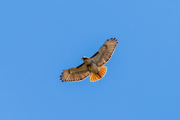 Obraz premium red tailed hawk