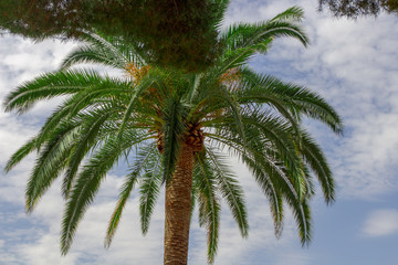 Fototapeta na wymiar Ansicht von Unten auf eine Palme am Strand von Marbella, Spanien