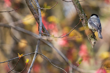 chickadee on a branch