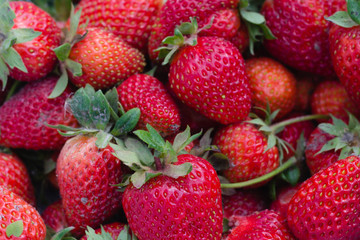 Red strawberries summer background