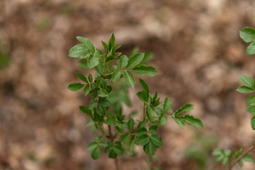 close up of a plant in a garden