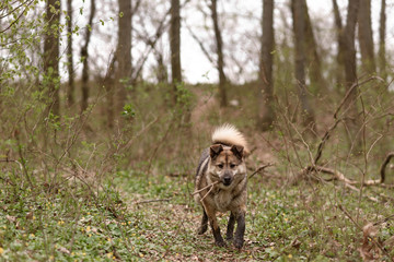 wild boar in the wild