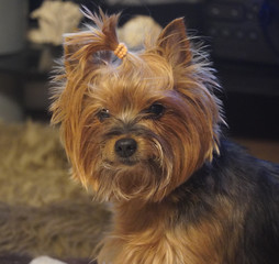 Cute Yorkshire Terrier dog 