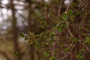 Fototapeta premium green leaves in the forest
