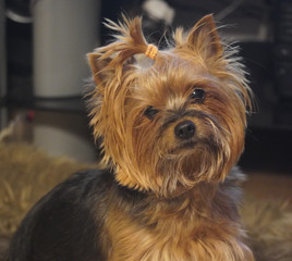 Cute Yorkshire Terrier dog 
