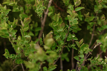 Obraz premium green leaves in the forest