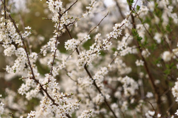 blooming cherry tree in spring