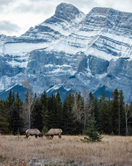 Elk fighting in the Canadian Rocky mountains in Banff National Park