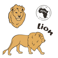 Lion king vector image isolated on white background. Lion in full growth and profile head. African wild predatory cat. Animal panther with beige skin and mane. Dangerous predator big cat family. 