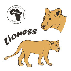 Lioness vector image isolated on white background. Lioness in full growth and profile head. African wild predatory cat. Animal panther with beige skin. Dangerous predator big cat family. Female lion.