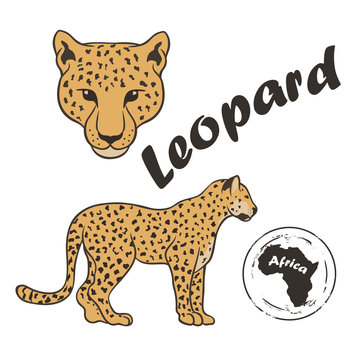 Leopard vector image isolated on white background. Leopard in full growth and profile head. African wild predatory cat. Animal panther with spotted skin. Ounce dangerous predator cat family jaguar.