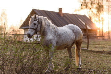 White horse in the meadow