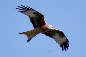 Red kite flying in blue sky