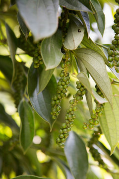 Close up of Pepper tree