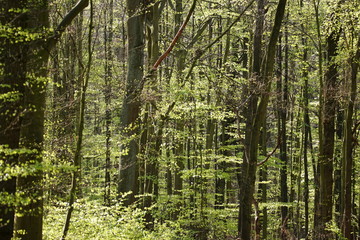 European deciduous forest becoming green in April